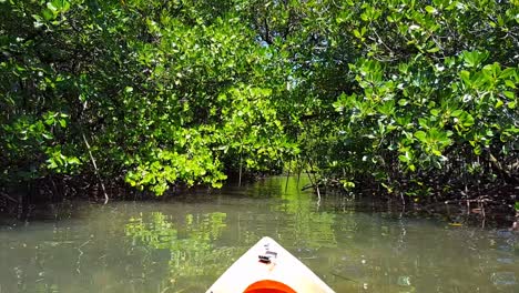 parte delantera del kayak moviéndose sobre el agua hacia un denso ecosistema de manglares, kayak y exploración del entorno salvaje al aire libre en pohnpei, estados federados de micronesia