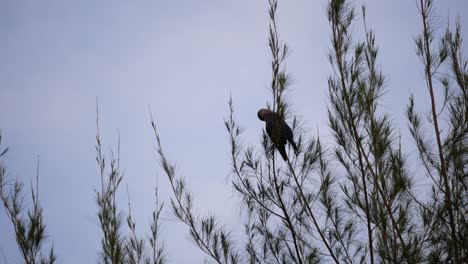 A-crow-is-stay-at-pine-tree.