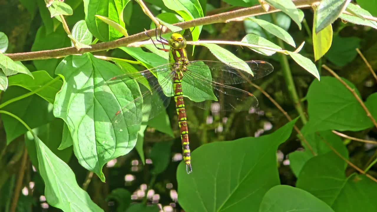 Still macro shot of a dragonfly resting on a leafy branch, with its body, wings, and head clearly visible. The insect and branch sway in the wind