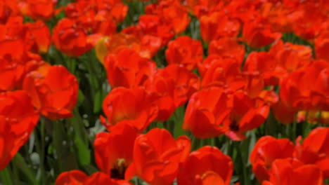 beautiful red tulips