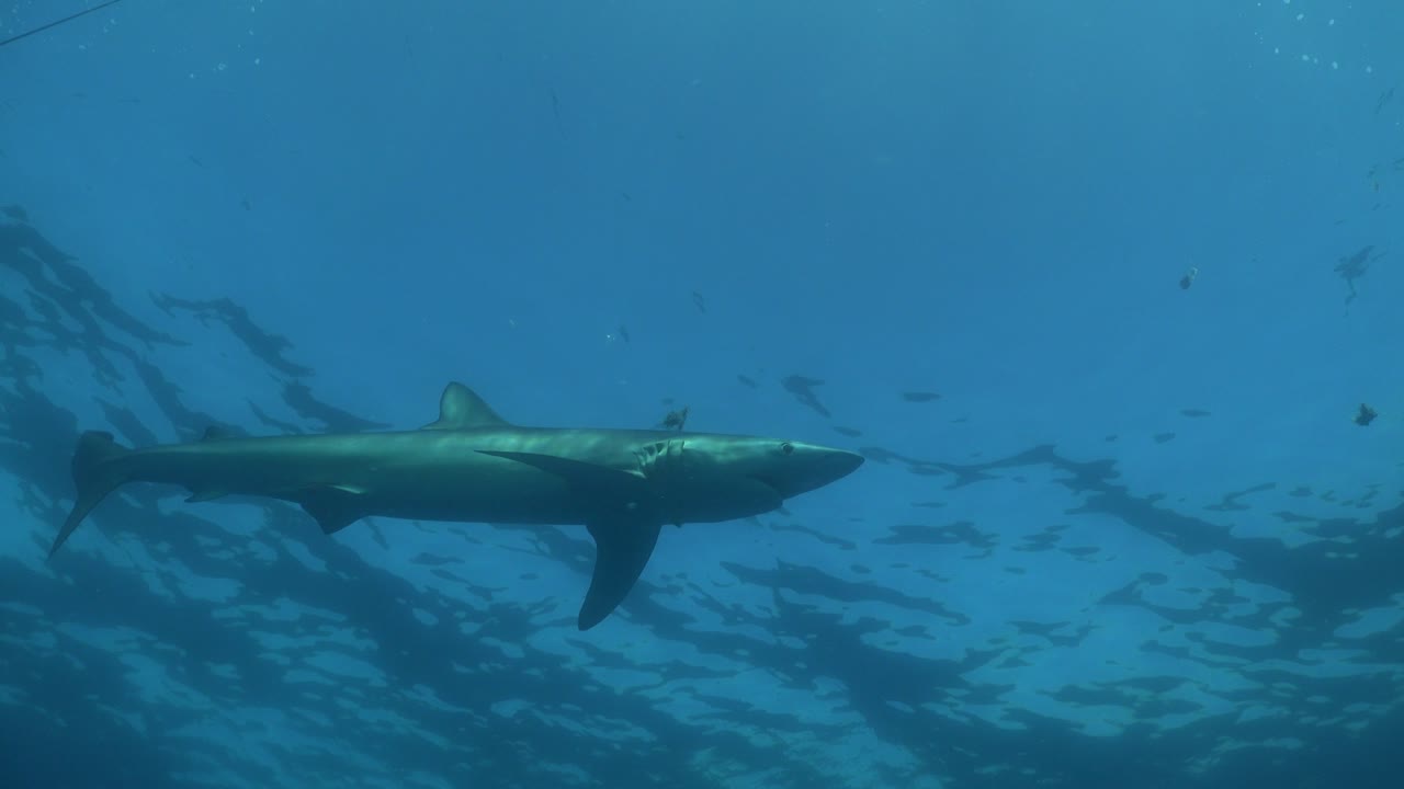 tiburón azul recogiendo cebo cerca de la superficie en el océano abierto de las azores