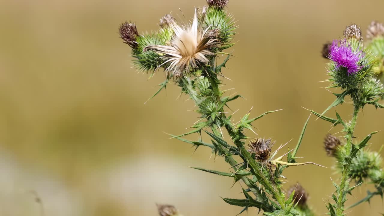 Detailed view of thistle plant showcasing spiky stems and vivid purple flowers in natural light.