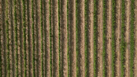 4k 30 fps vista a vista de pájaro de las filas de viñedos en la vinificación de australia occidental