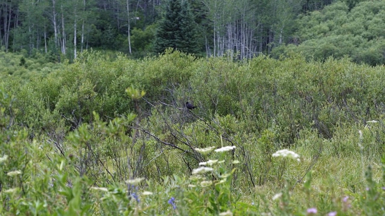 Toma a cámara lenta de 120 fps con cámara de mano de un mirlo de Brewer negro posado en una rama, picoteándola, cerca de Moose Pond en el Parque Nacional Grand Teton, Wyoming, en un día de verano nublado de julio.