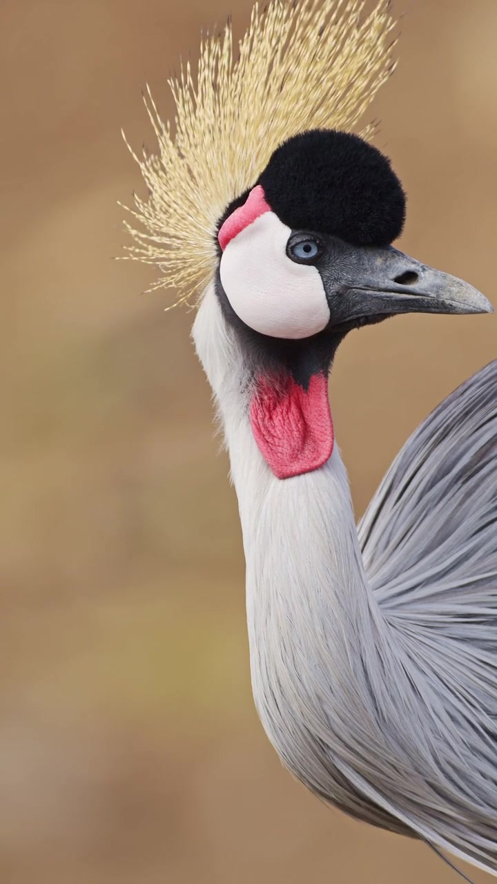 Ripresa verticale divertente di una gru, video verticale di gru coronata grigia per social media, Instagram Reels e TikTok. Uccelli africani grigi in un safari nella fauna selvatica africana nel Parco Nazionale Maasai Mara.