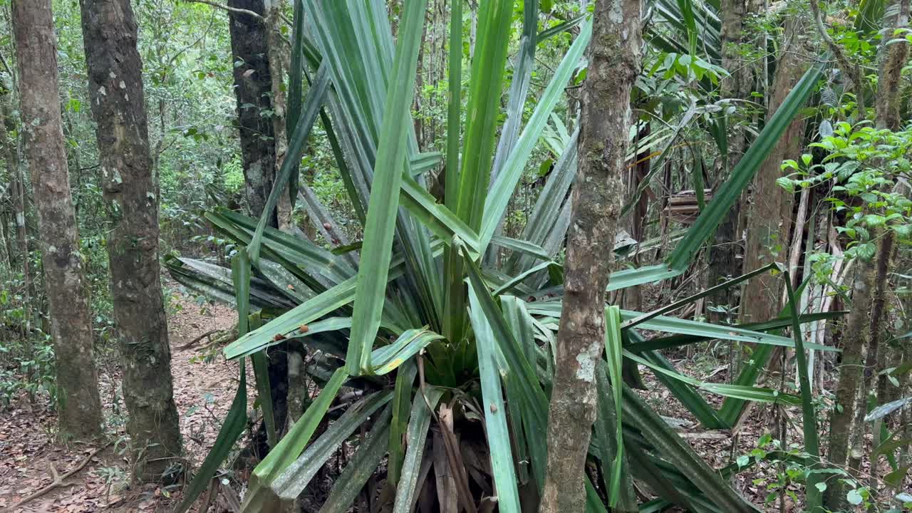 Palma Pandanus, Pandanus utilis (vite di vite comune) nella foresta del Parco nazionale di Analamazaotra, Madagascar