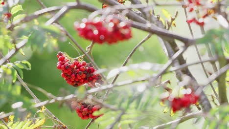 video captures ripe rowan berries on a sunlit morning