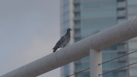 pigeon walks on rail and then flies away