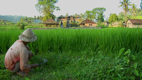 a worker gathers rice on a lush terraced rice farm