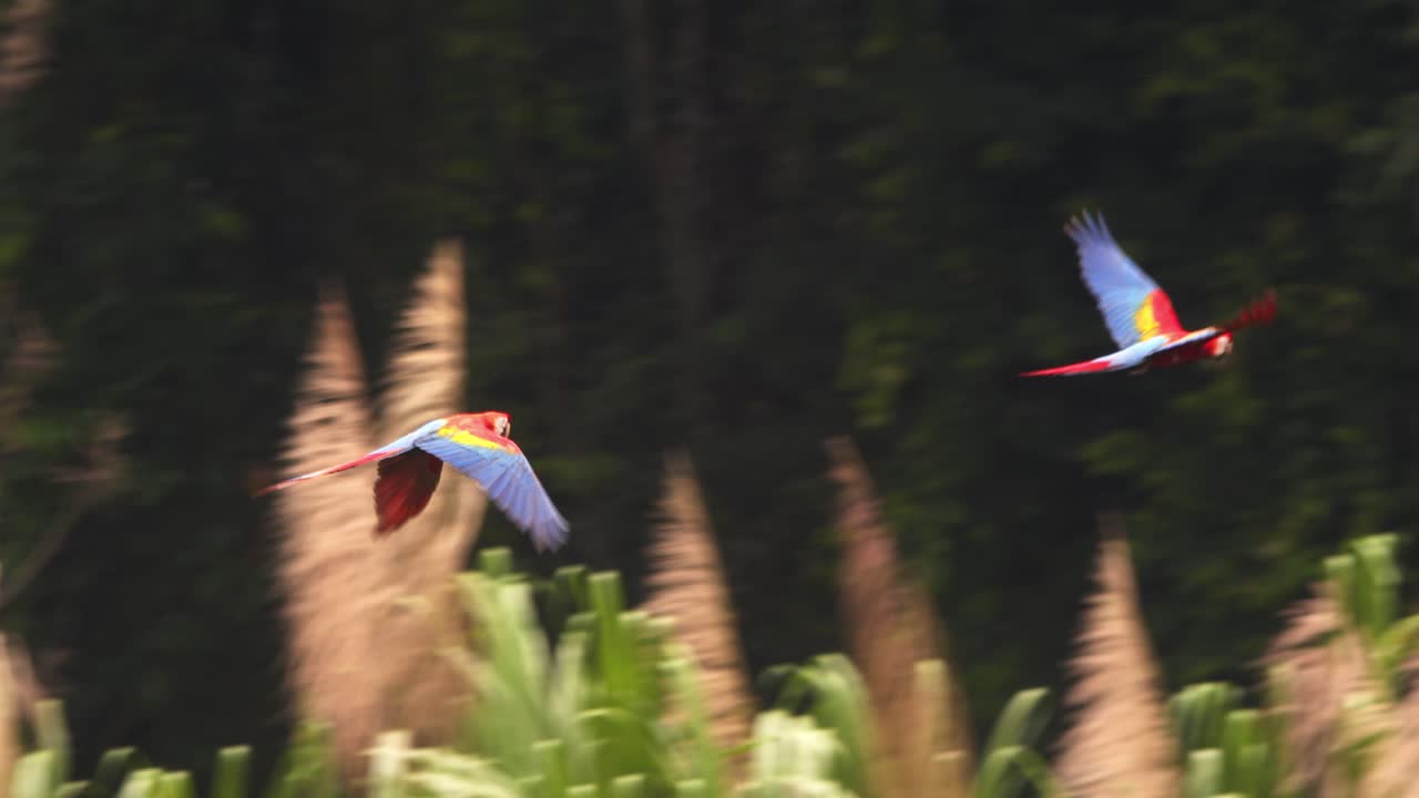 Pair of scarlet macaws soaring gracefully through the lush Amazon rainforest, vivid colors in flight.