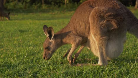 östliche-Graue-Känguru-mutter-Mit-Joey,-Der-An-Einem-Sonnigen-Tag-Gras-Isst---Macropus-Giganteus---Gold-Coast,-Qld,-Australien