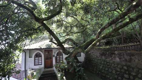 Trucking-shot-showing-holiday-apartment-in-jungle-of-Amazon-Rainforest-with-giant-historic-avocado-tree