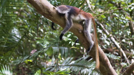 sleeping zanzibar red colobus monkey on branch, looking as if dead