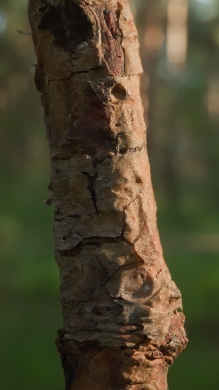 corteza de árbol detallada en foco agudo con luz solar manchada en el fondo del bosque