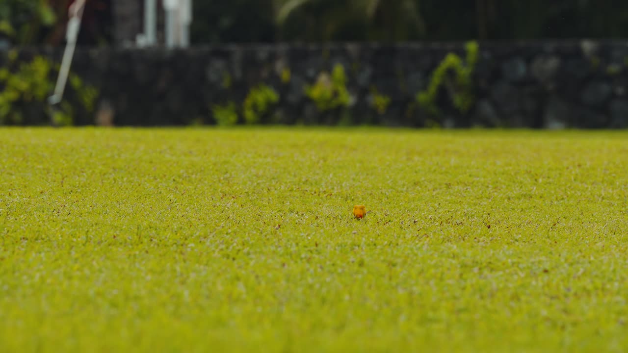 Small orange passerine bird eating and hunting in green grass