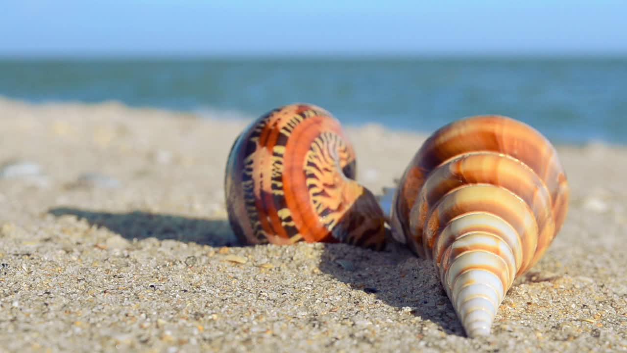 Conchas en la playa. Filmando en la playa.