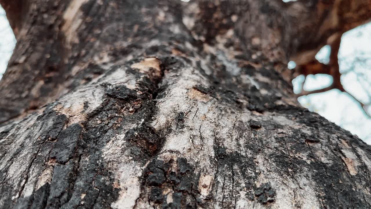 Tracking shot of a trees trunk showing the detail texture of the bark of the tree