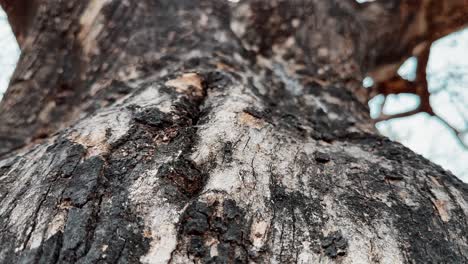 tracking shot of a trees trunk showing the detail texture of the bark of the tree