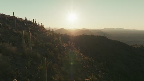 Aerial-rise-past-Saguaro-cactus-growing-on-mountainside-in-Arizona