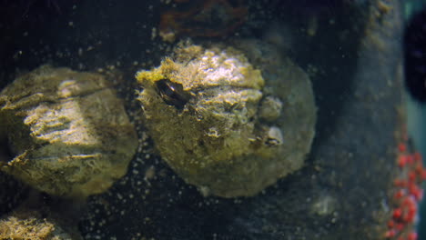 giant acorn barnacle peeking out of shell