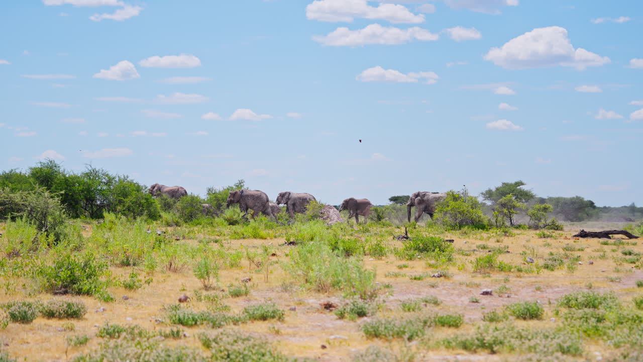 사바나 의 코끼리 들