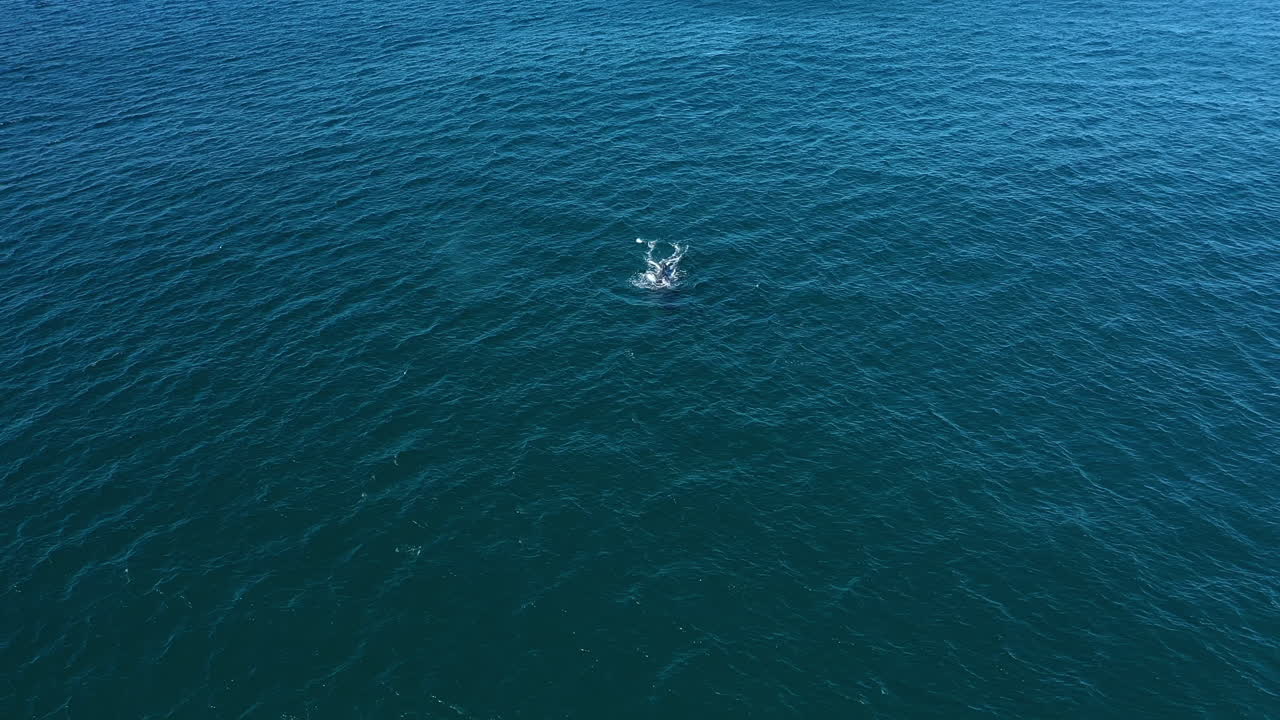 vista aérea de 4k de una ballena jorobada en el océano azul profundo