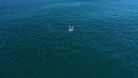 4k-Luftaufnahme-Eines-Buckelwals-Im-Blauen-Tiefen-Ozean