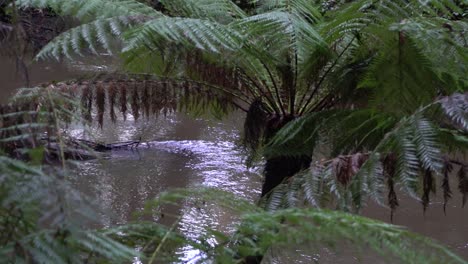 murky river stream flowing amongst ferns