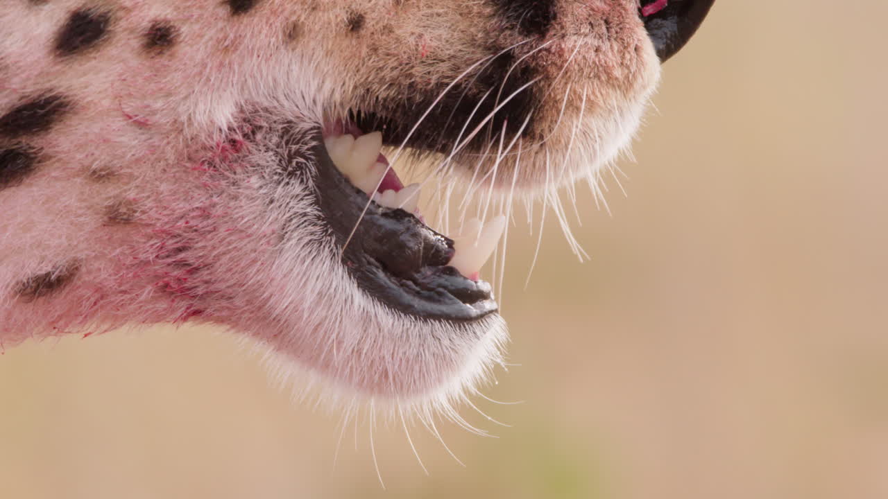 Extreme close up shot of a cheetah's jaw agape panting
