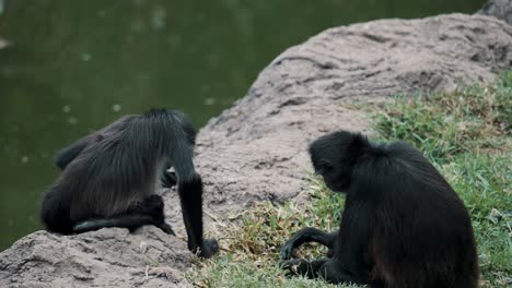 Dos-Monos-Araña-De-Manos-Negras-Sentados-En-Una-Pradera-Rocosa-Junto-Al-Estanque-En-Busca-De-Comida