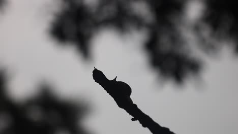 Silhouette-Einer-Schnecke,-Die-Langsam-Einen-Ast-Hochklettert