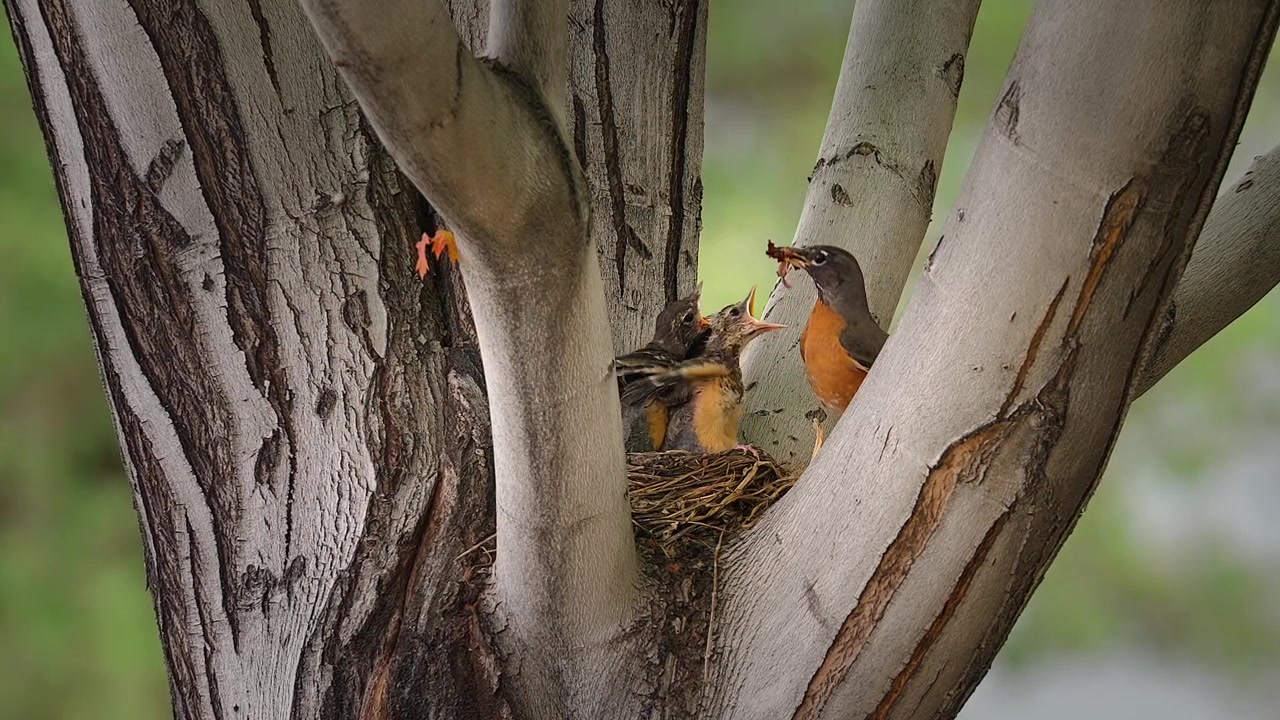 A Robin Feeds its Chicks in a Nest Among the Tree Branches, Capturing a Heartwarming Moment of Wildlife and Parental Care - Close Up