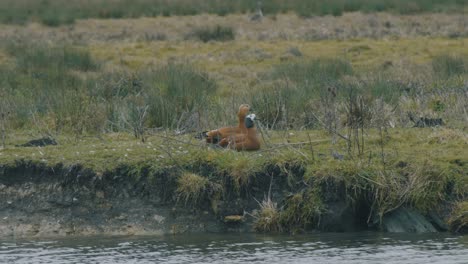 Wide-shot-of-a-pair-of-Egyptian-Geese-sitting-on-the-bank-of-a-river-on-a-gray-overcast-day-in-a-grassy-field-with-small-scrub-brush