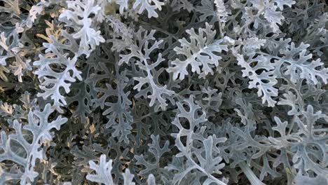 detailed view of centaurea cineraria foliage