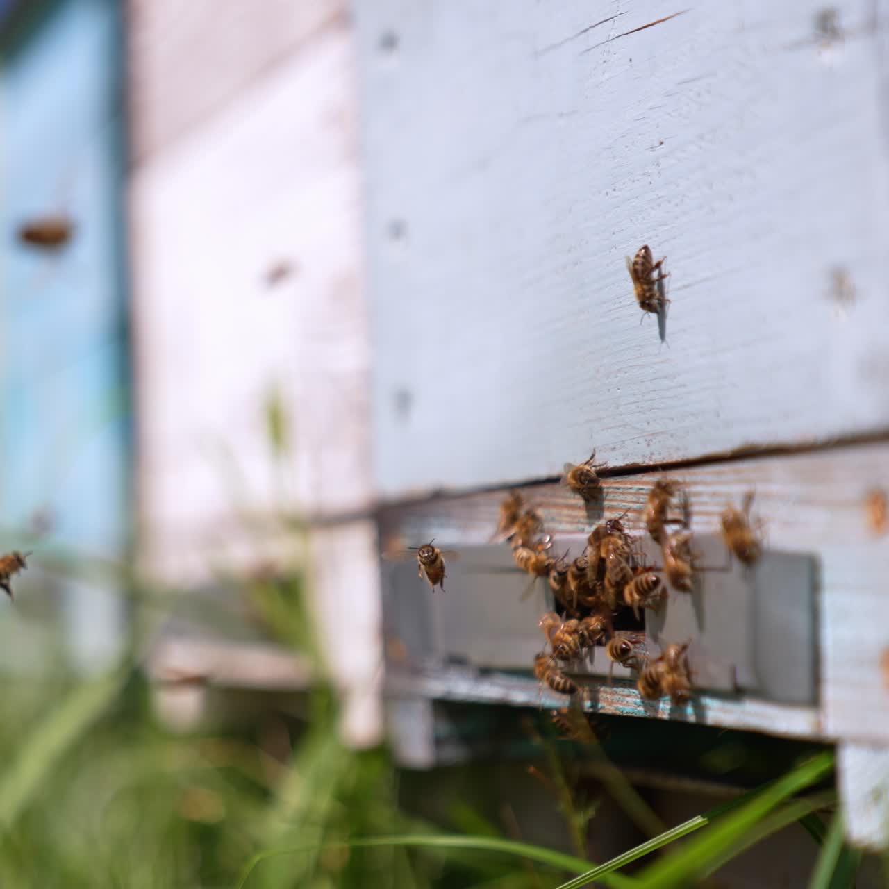 Bees swarming near the entrance to the beehive. Honey insects returning to their honeycombs. Close up. Blurred backdrop