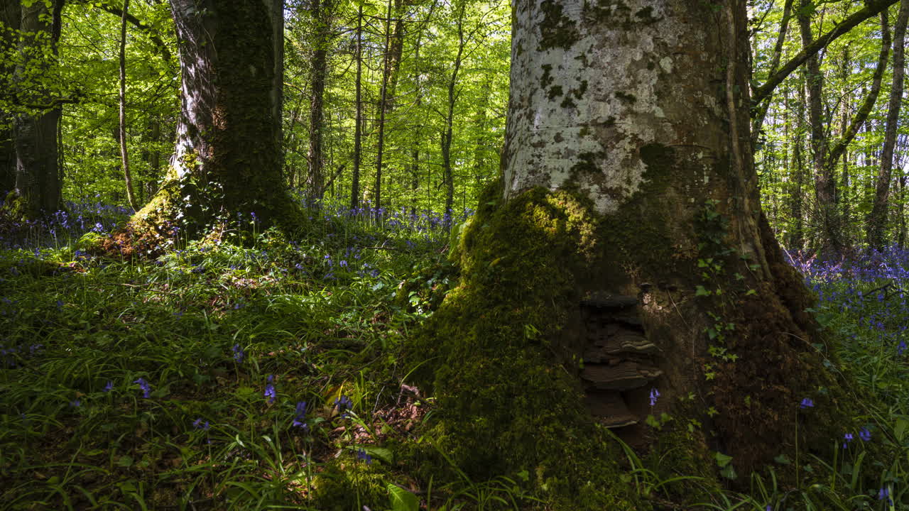 Timelapse di una foresta di campanule in primavera in un parco naturale in Irlanda.
