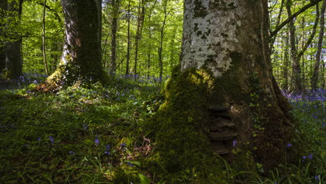 Lapso-De-Tiempo-Del-Bosque-De-Campanillas-Durante-La-Primavera-En-El-Parque-Natural-De-Irlanda