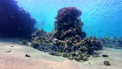 underwater life in tropical sea, fish swimming above sand and coral reef