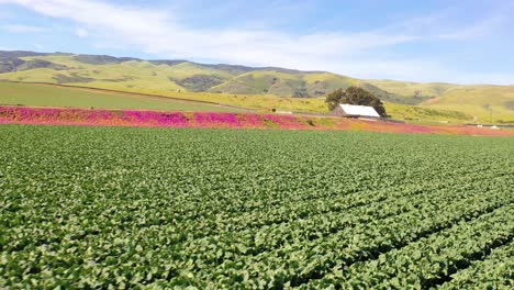 Antena-Sobre-Campos-De-Lechuga-Y-Pintoresca-Finca-Cerca-De-Santa-María-Santa-Bárbara,-California-1