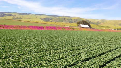 antena sobre campos de lechuga y pintoresca granja cerca de santa maria santa barbara california 1
