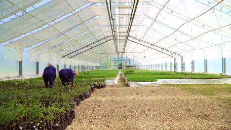 Agro-engineers-take-care-of-spruce-seedlings-in-greenhouse-conditions