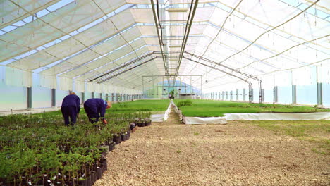 agro engineers take care of spruce seedlings in greenhouse conditions