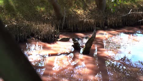 patito azul gris manchado en los humedales de manglares rosados de alta salinidad, en busca de invertebrados acuáticos, floración de algas azul-verdes durante la estación seca, fenómeno raro