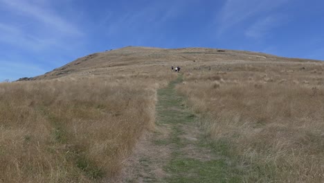 Uphill-walk-through-golden-grass-in-summertime---Godley-Head-Loop-Track,-Banks-Peninsula