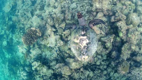 imágenes de cámara de acción de una tortuga en un entorno natural