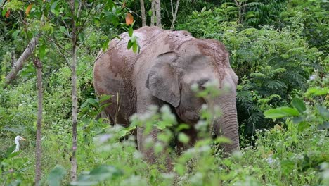 los elefantes asiáticos son especies en peligro de extinción y también son residentes de tailandia