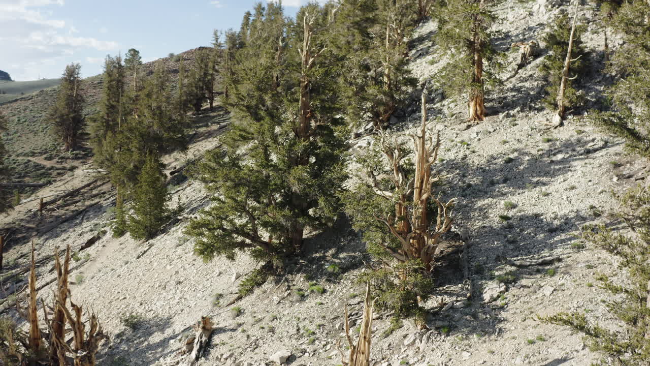 la vista del dron captura la vista del antiguo bosque de pinos de bristlecone volando hacia arriba en california, estados unidos