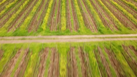 drone panning and revealing chilean vineyards