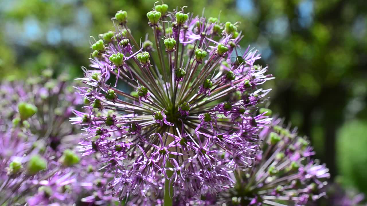 Scatto su un letto. Fiori di lillà in primavera