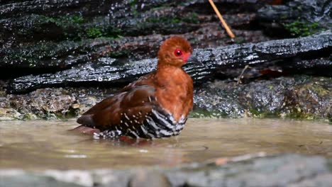 Ein-Scheuer-Wasservogel-Aus-Thailand,-In-Dem-Er-Sich-Gern-Im-Unterholz-Aufhält,-Besonders-In-Dichtem-Gras,-Damit-Er-Sich-Bei-Gefahr-Sofort-Verstecken-Kann